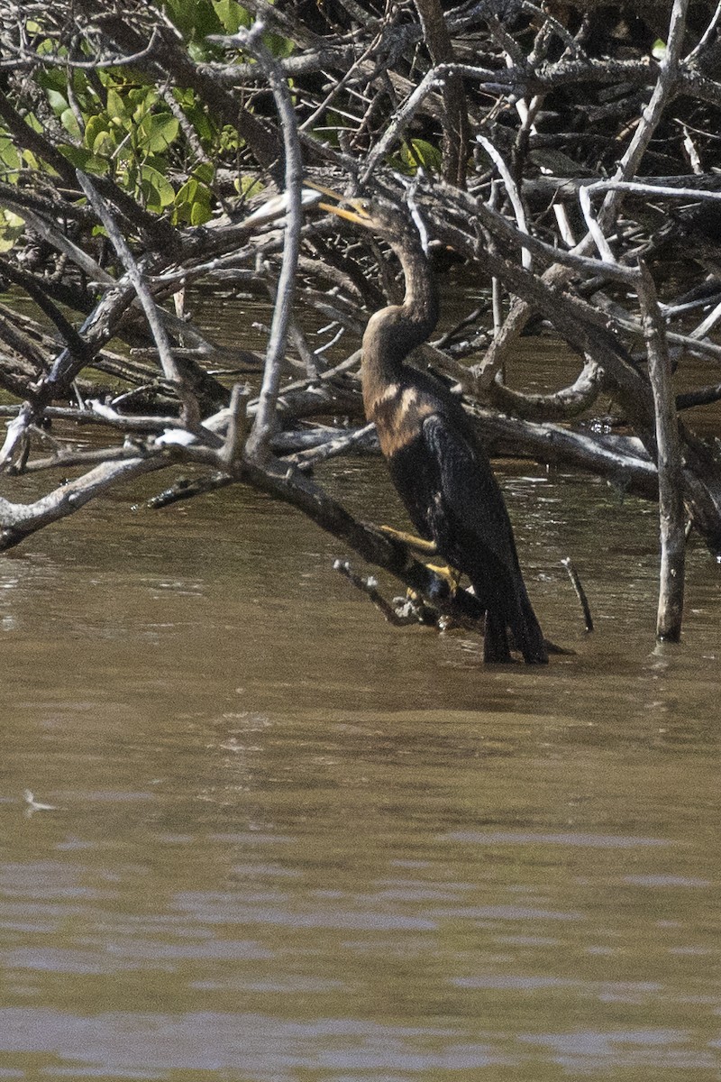 Anhinga - ML215637671