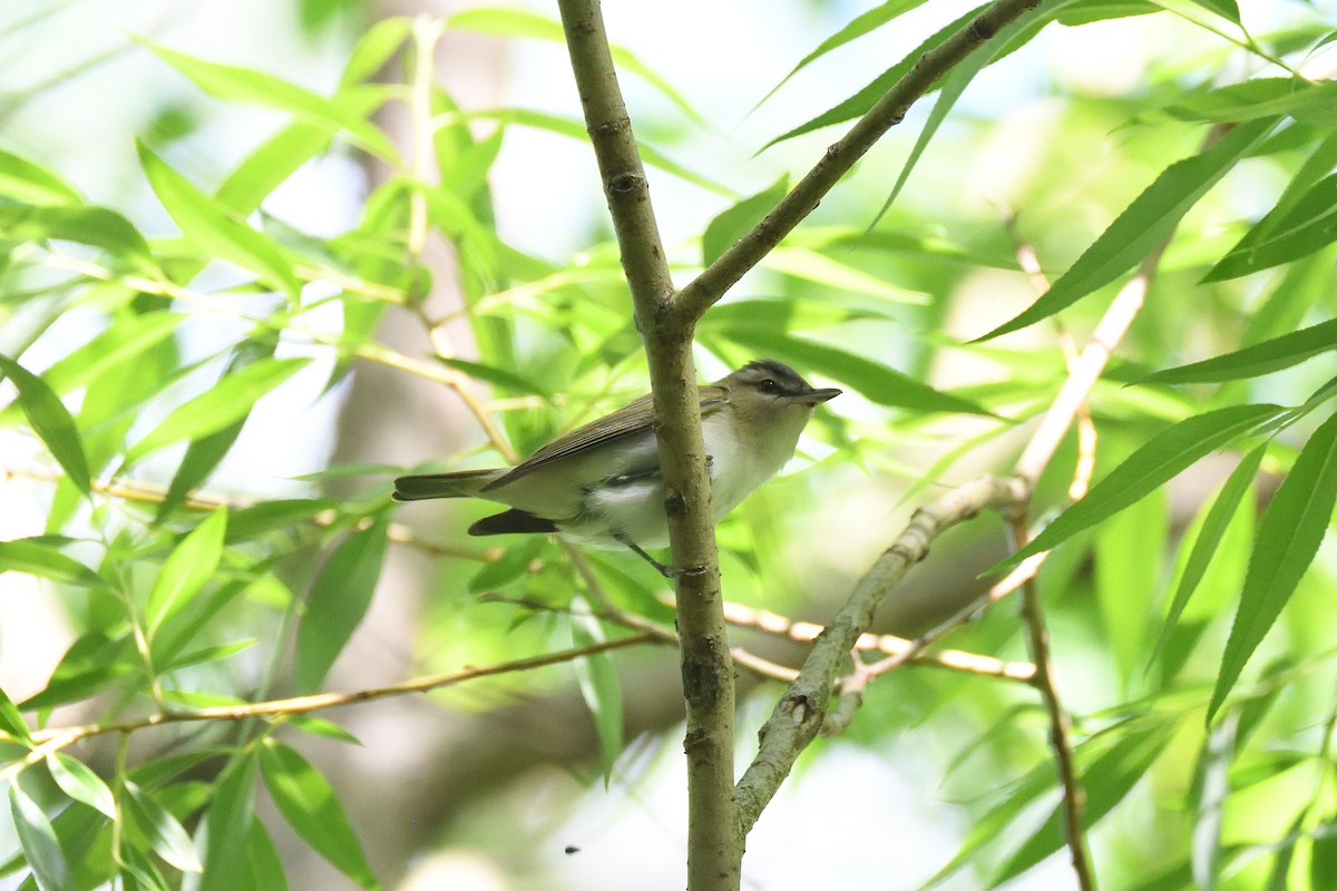 Red-eyed Vireo - ML215637731