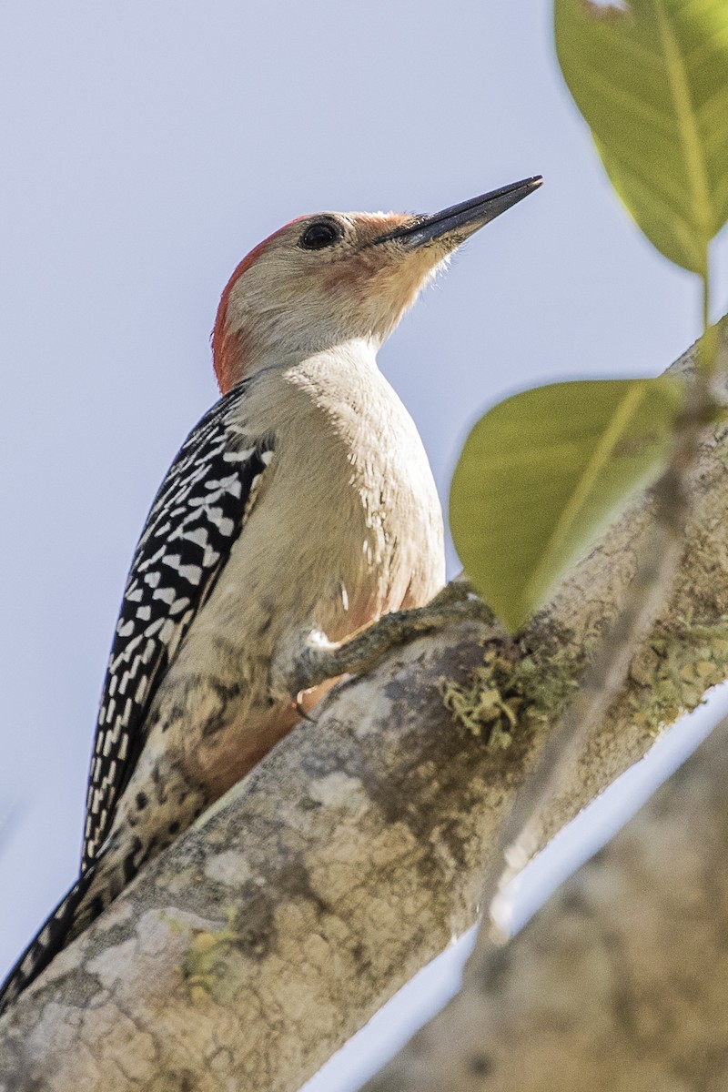 Red-bellied Woodpecker - Paul Thomas