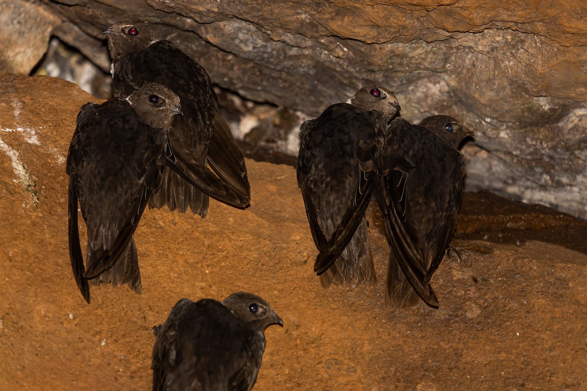 White-collared Swift - Miguel Tapia Del Rio