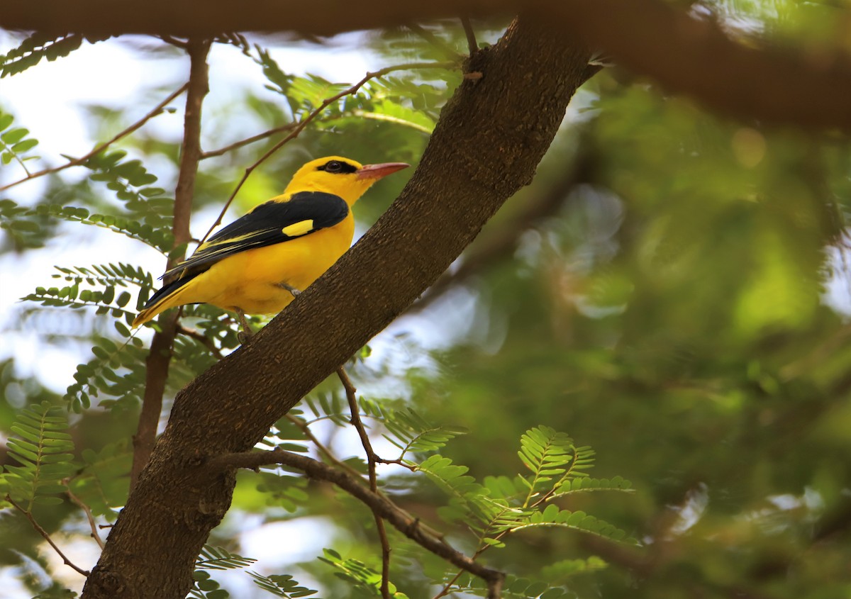 Indian Golden Oriole - ML215640861