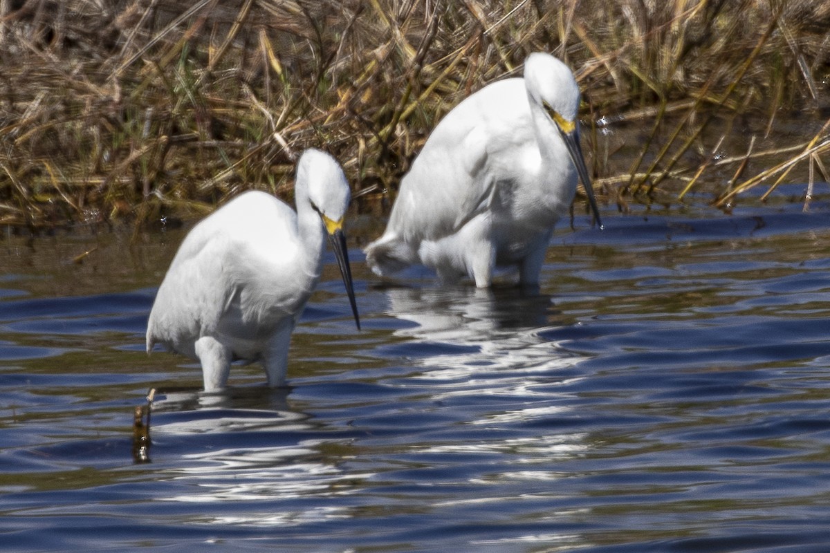 Snowy Egret - ML215640911