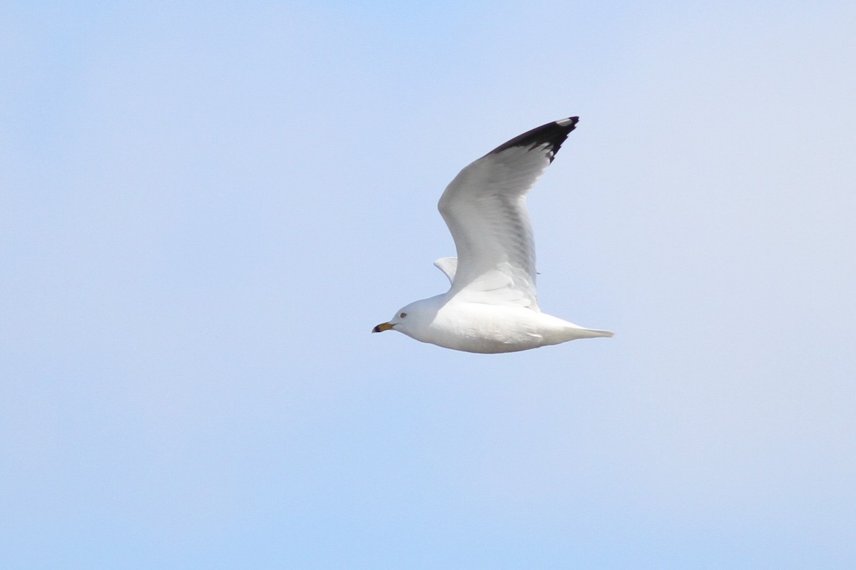 Ring-billed Gull - ML215642431