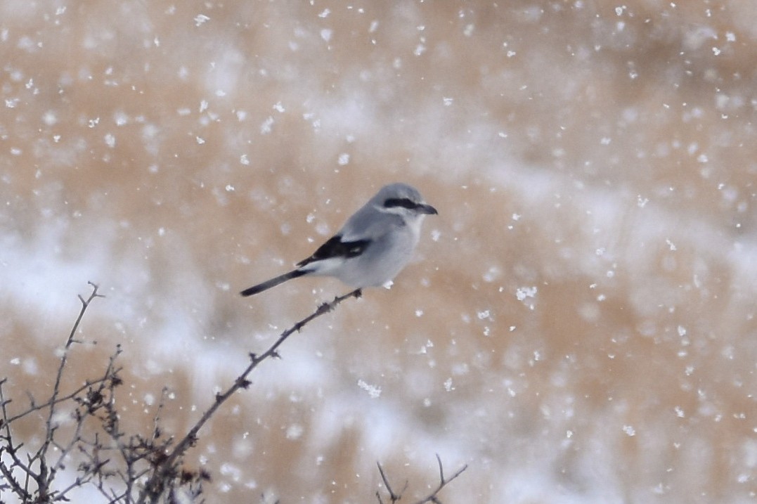 Northern Shrike - ML215642931