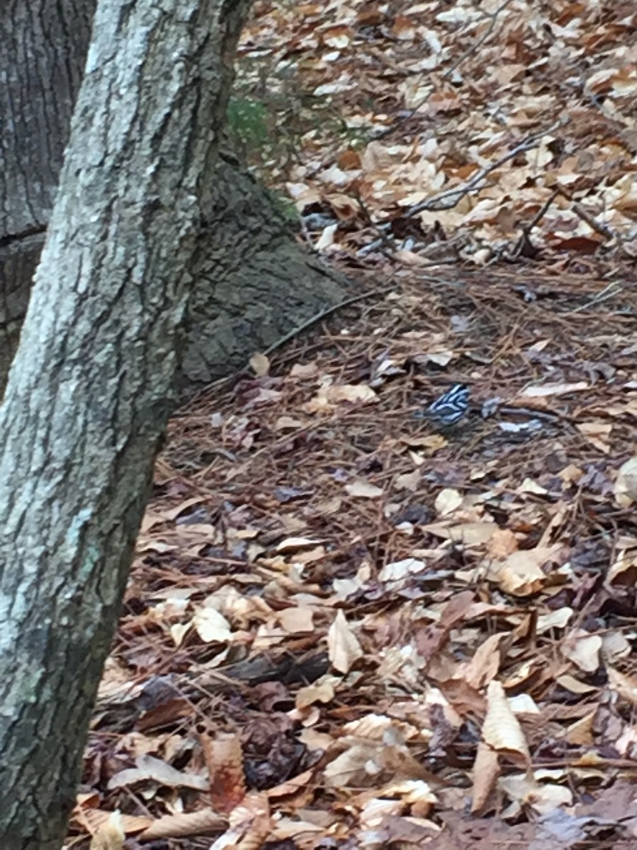 Black-and-white Warbler - ML215646631