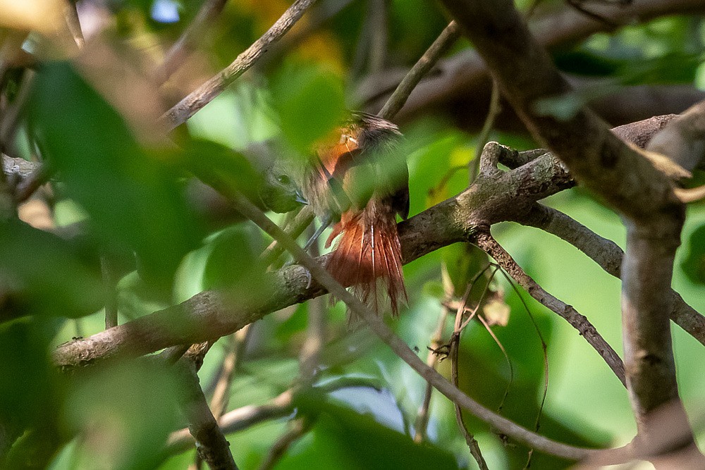 Plain-crowned Spinetail - ML215647301