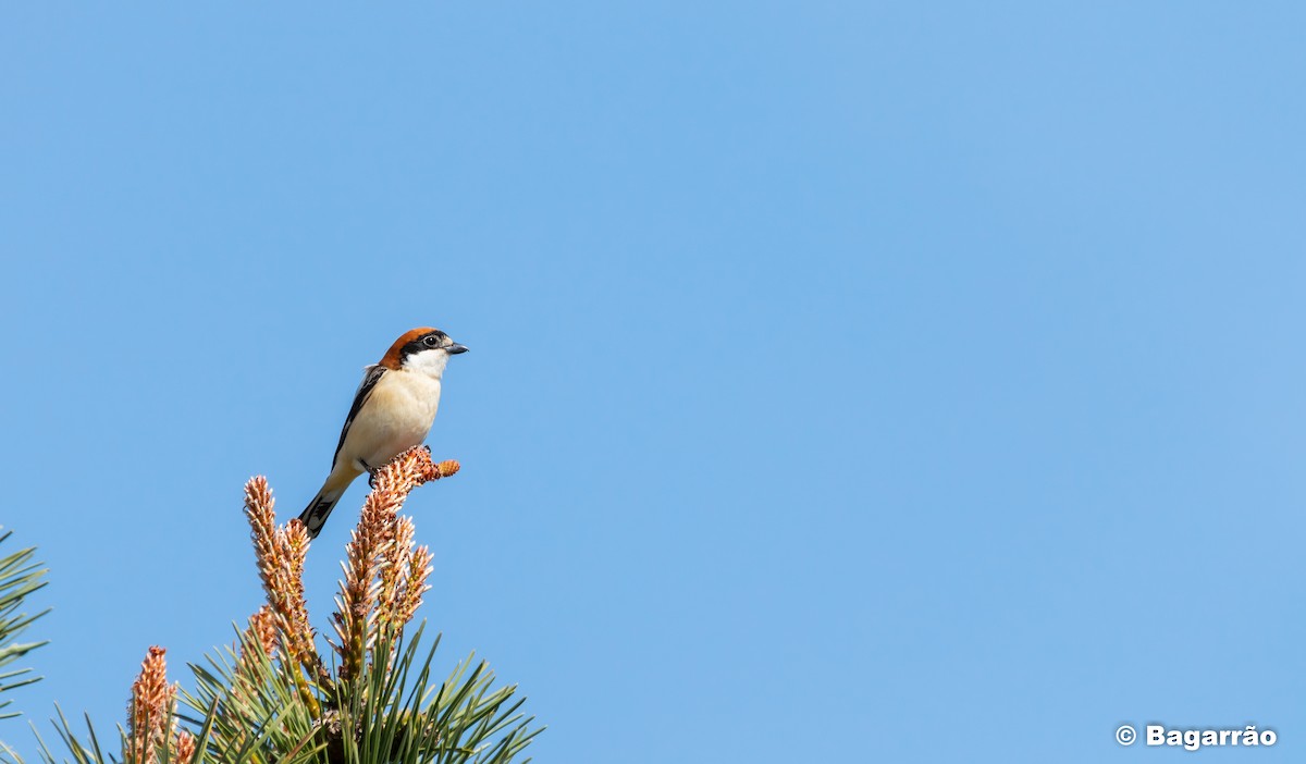 Woodchat Shrike - Renato Bagarrão