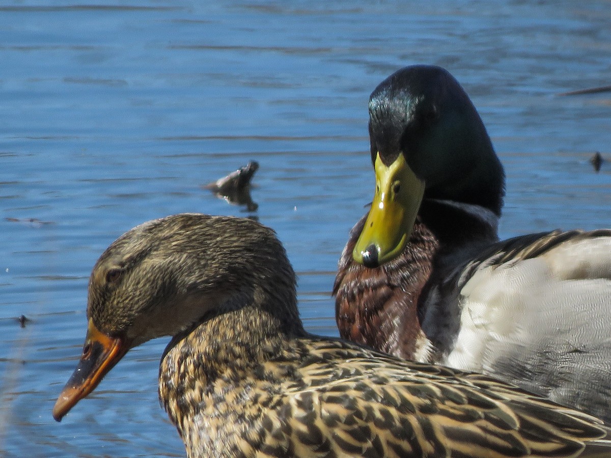 Mallard - Anonymous