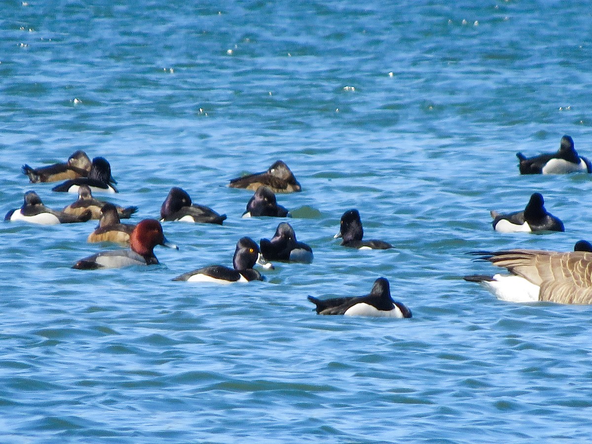 Ring-necked Duck - ML215649851