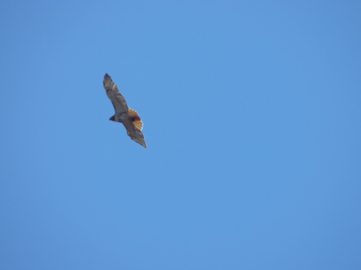 Red-tailed Hawk (borealis) - Anonymous