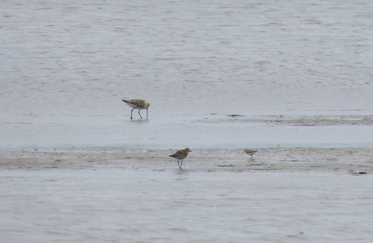 Pacific Golden-Plover - ML21565111