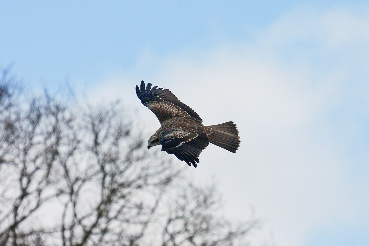 Black Kite - ML215652691