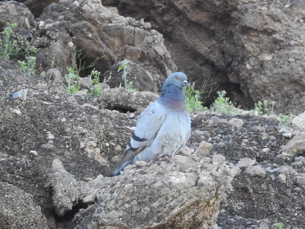 Rock Pigeon (Feral Pigeon) - ML215652701
