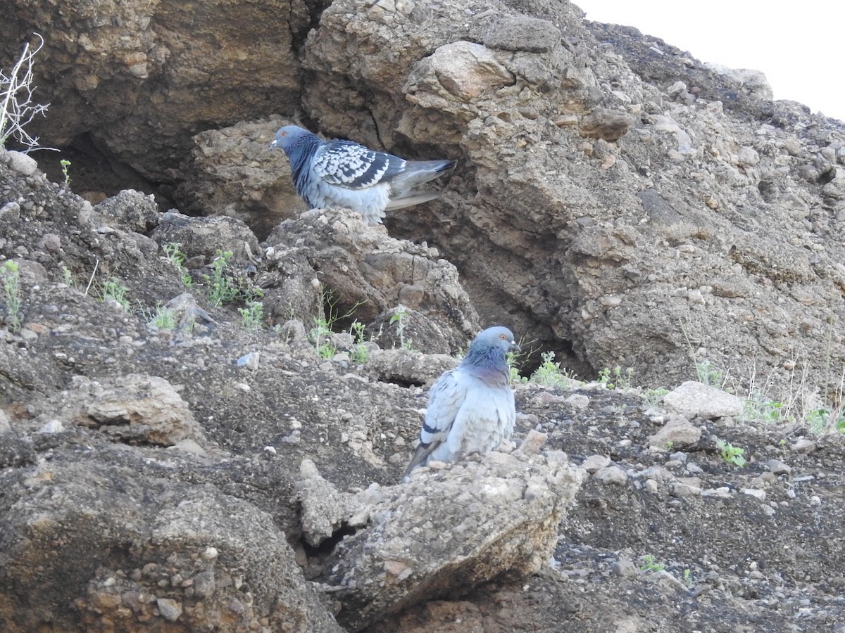 Rock Pigeon (Feral Pigeon) - ML215652711