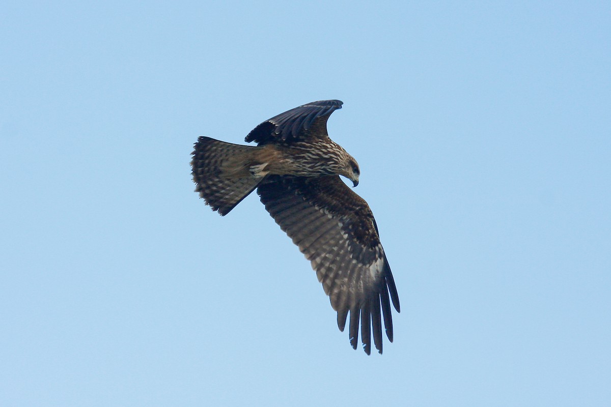 Black Kite - ML215652741