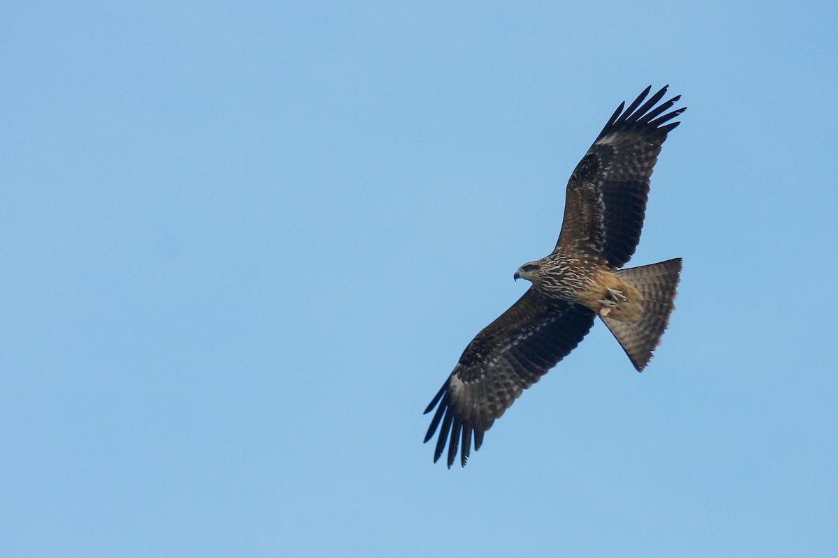 Black Kite - James Kennerley