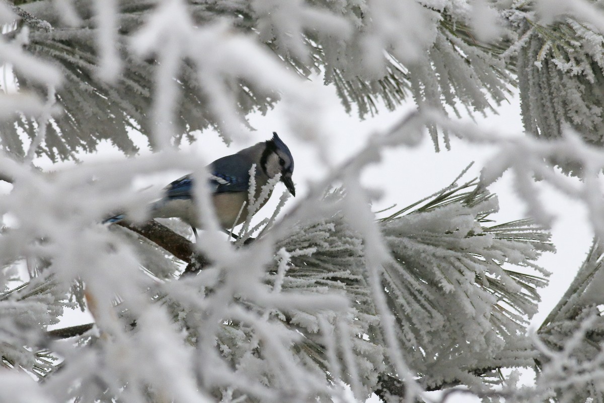 Blue Jay - ML215652971