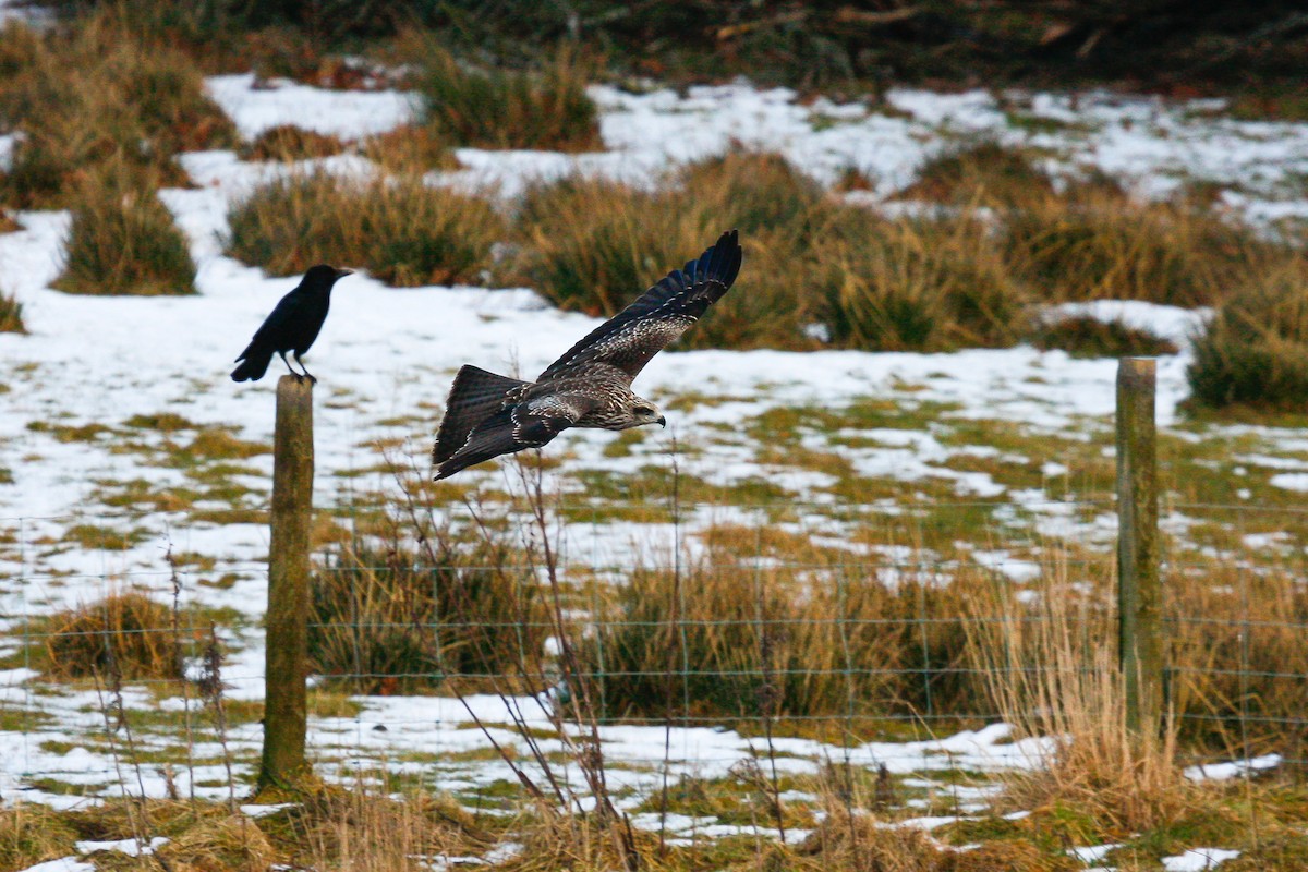 Black Kite - ML215653051