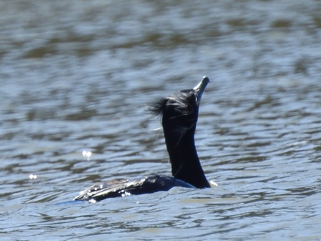 Double-crested Cormorant - ML215653081