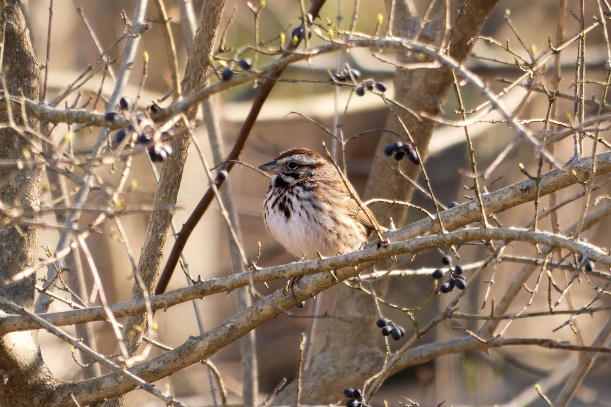 Song Sparrow - ML215653181