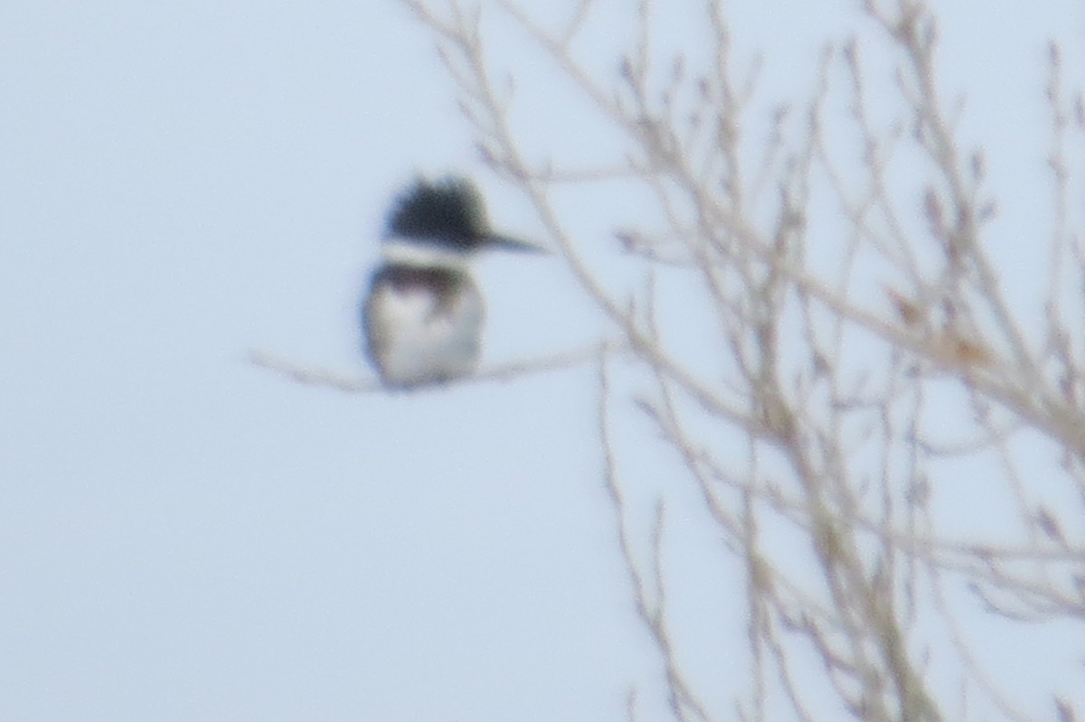 Belted Kingfisher - ML21565361