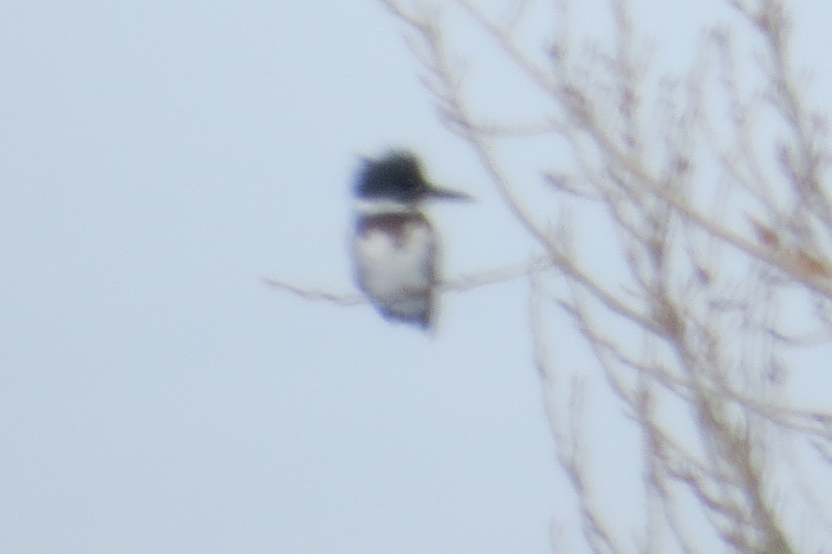 Belted Kingfisher - ML21565371