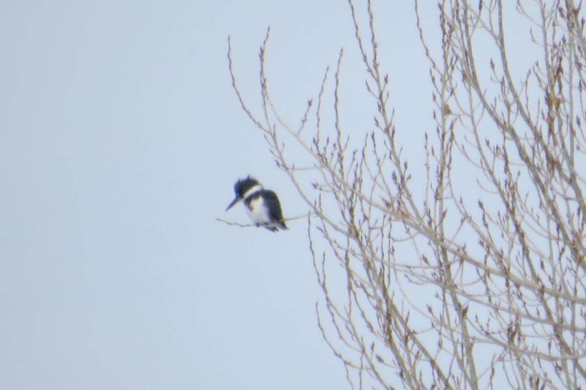 Belted Kingfisher - ML21565381