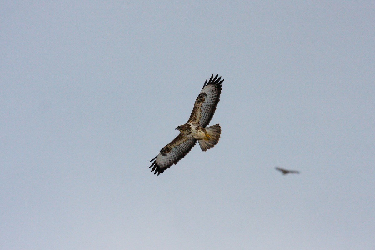 Common Buzzard (Western) - ML215653821