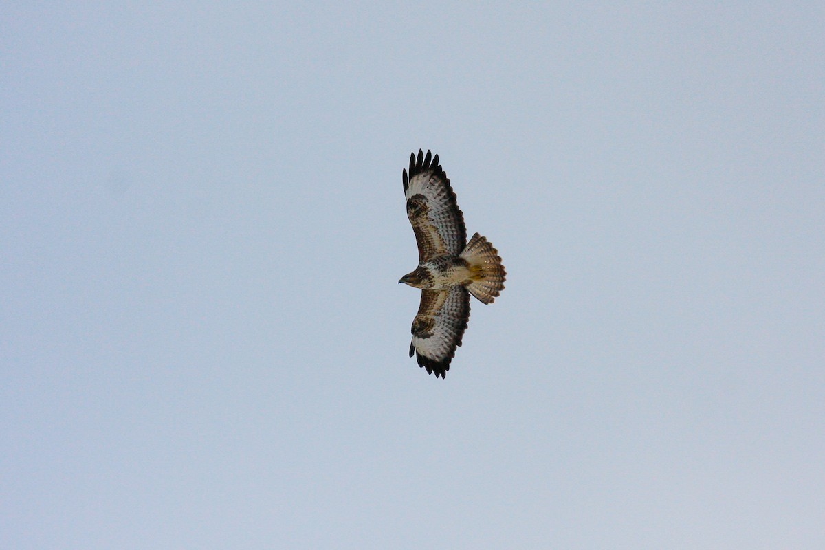 Common Buzzard (Western) - ML215653851