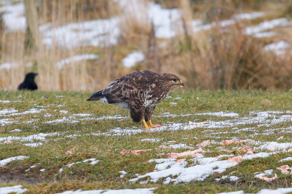 Common Buzzard (Western) - ML215653961