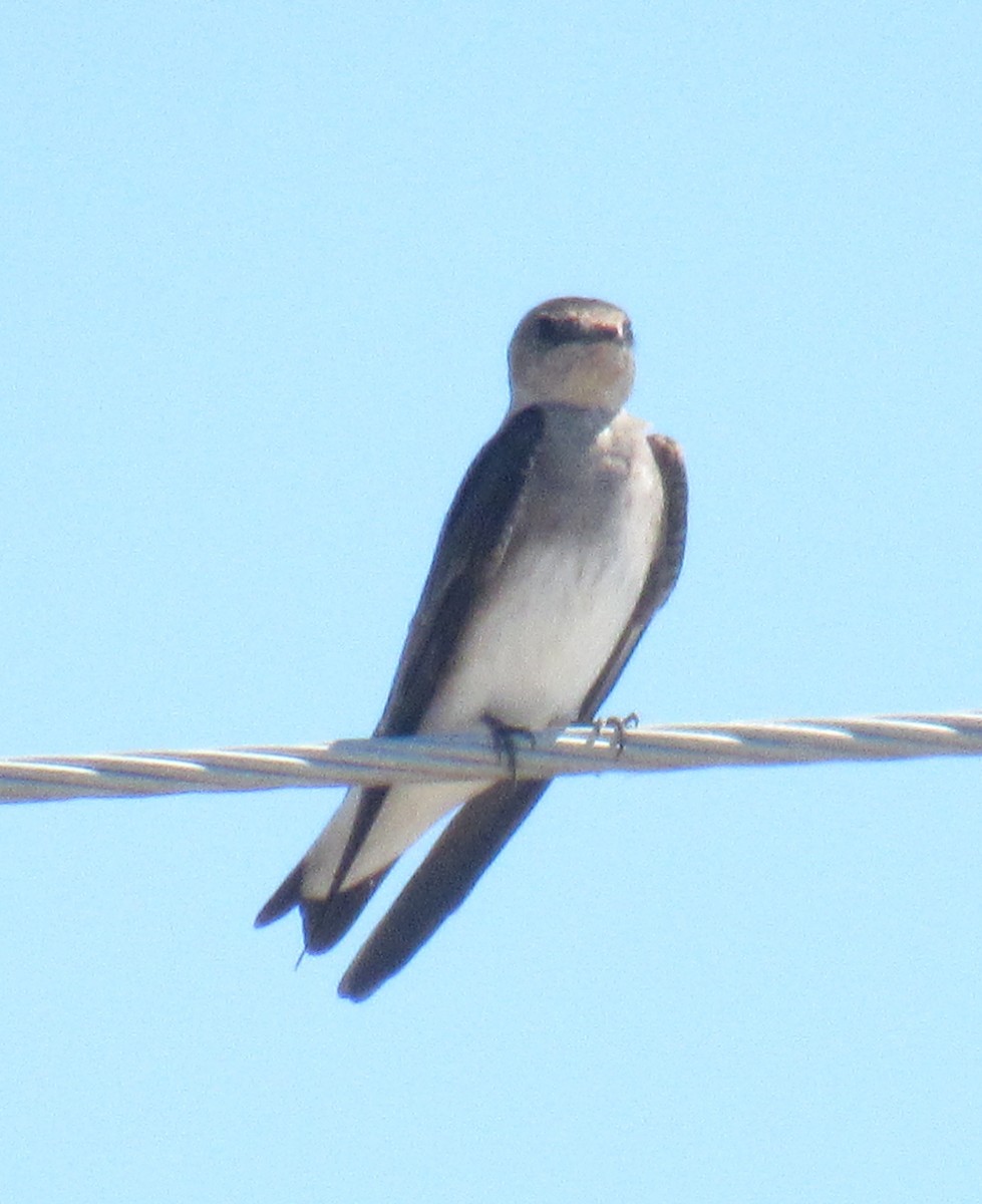 Northern Rough-winged Swallow - ML215654161