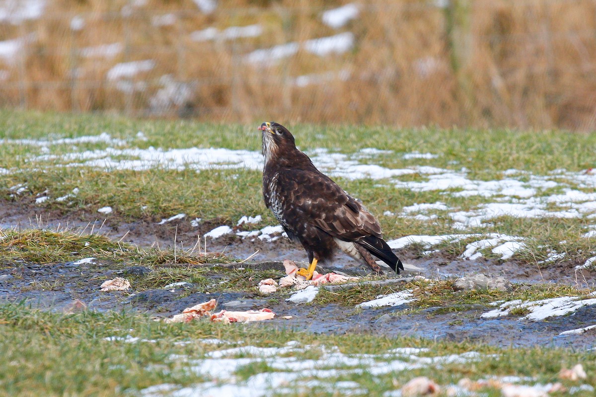 Common Buzzard (Western) - ML215654191