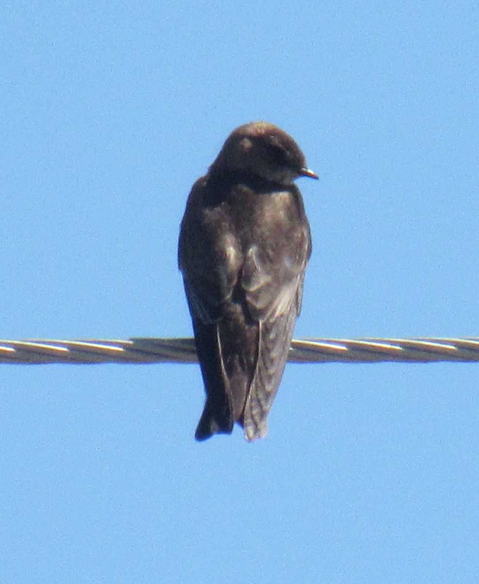 Golondrina Aserrada - ML215654471