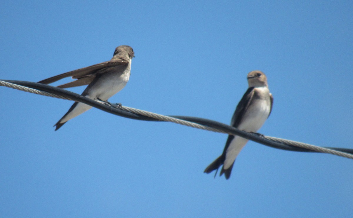 Northern Rough-winged Swallow - ML215654571