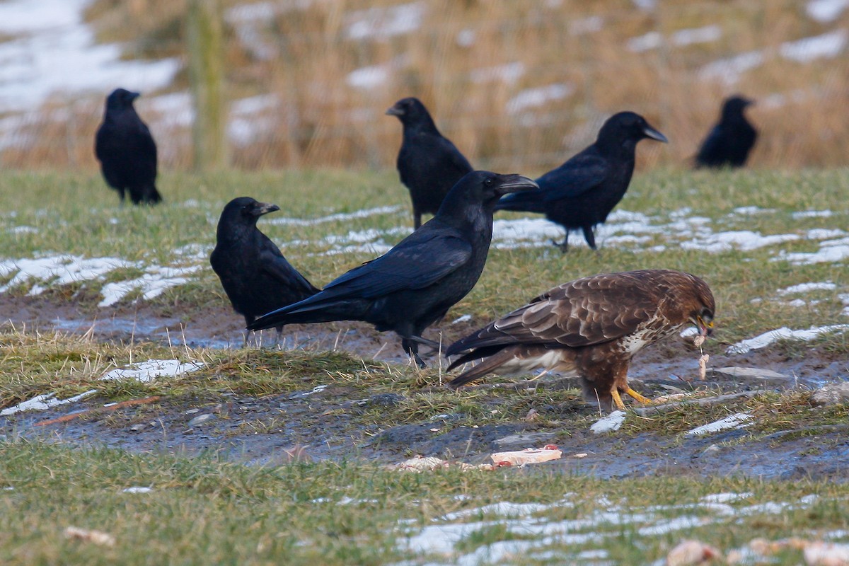 Common Raven - ML215654691