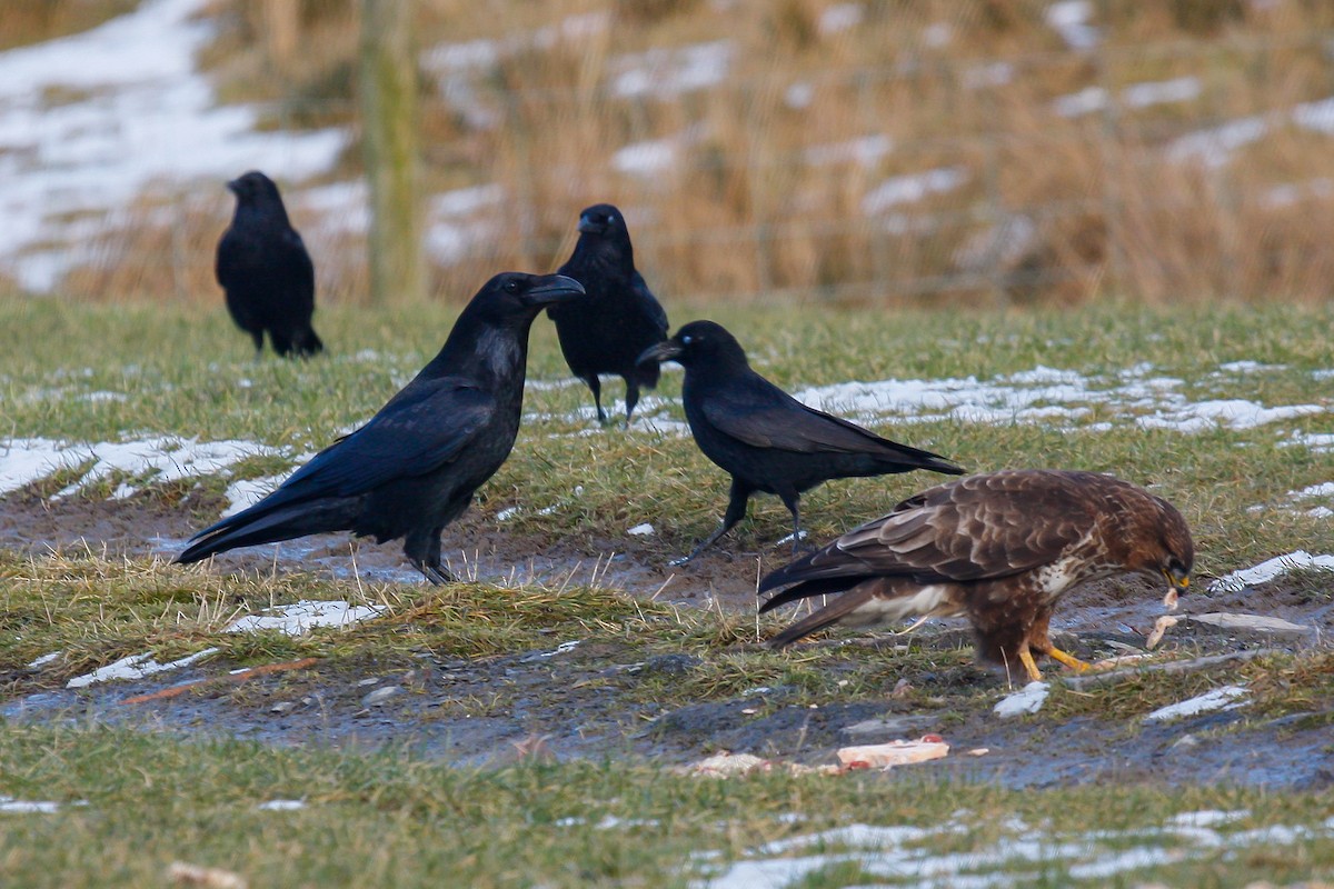 Common Raven - ML215654701