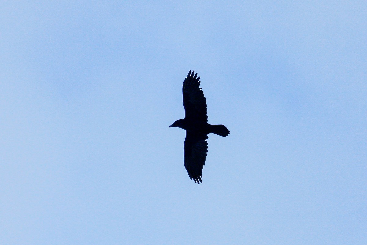 Common Raven - ML215654741