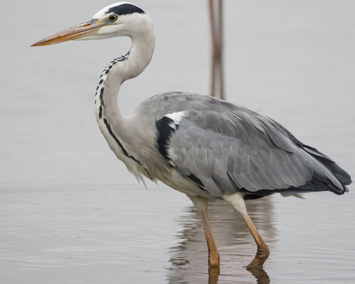 Gray Heron - Silvia Faustino Linhares