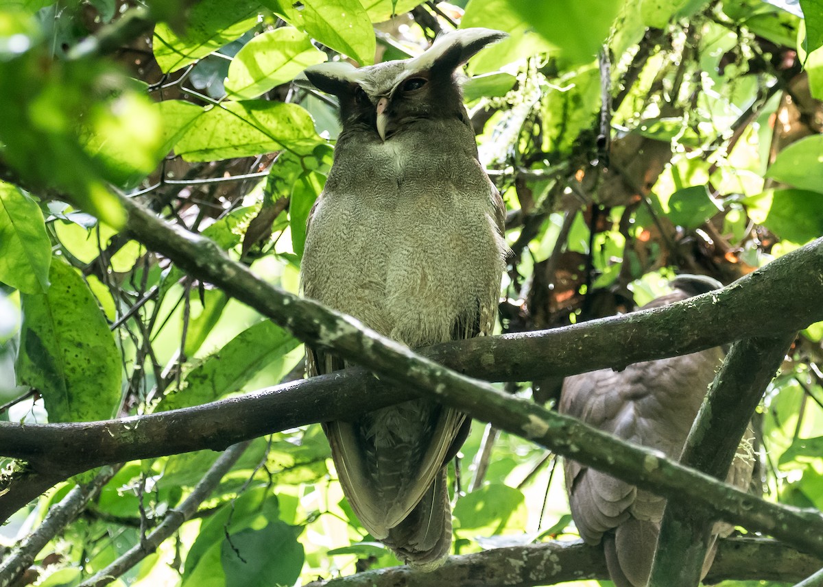 Crested Owl - ML215656121