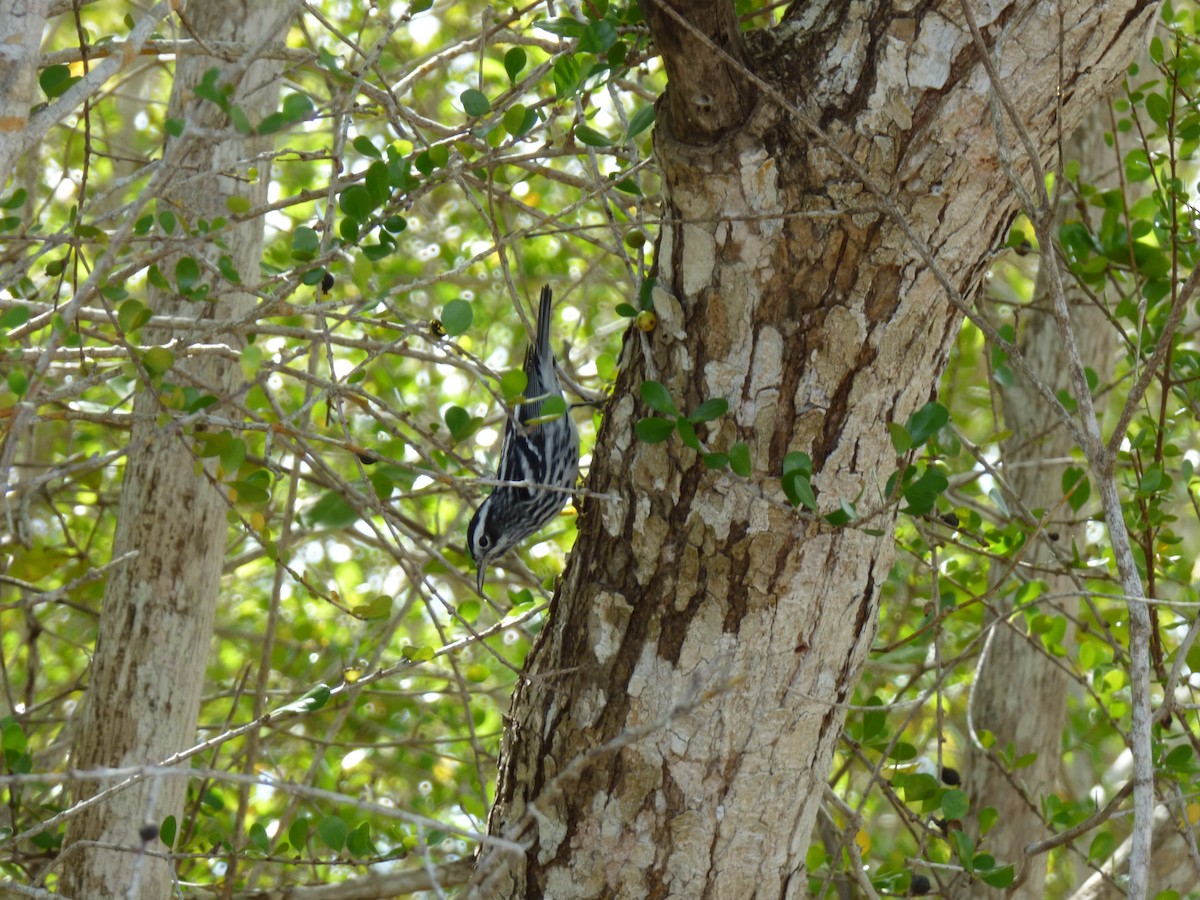 Black-and-white Warbler - ML215656341