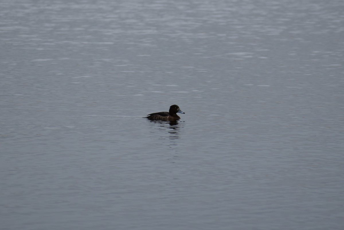 Tufted Duck - Pedro Miguel Gomes de Freitas