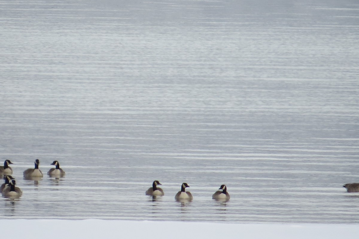 Canada Goose - ML21565901