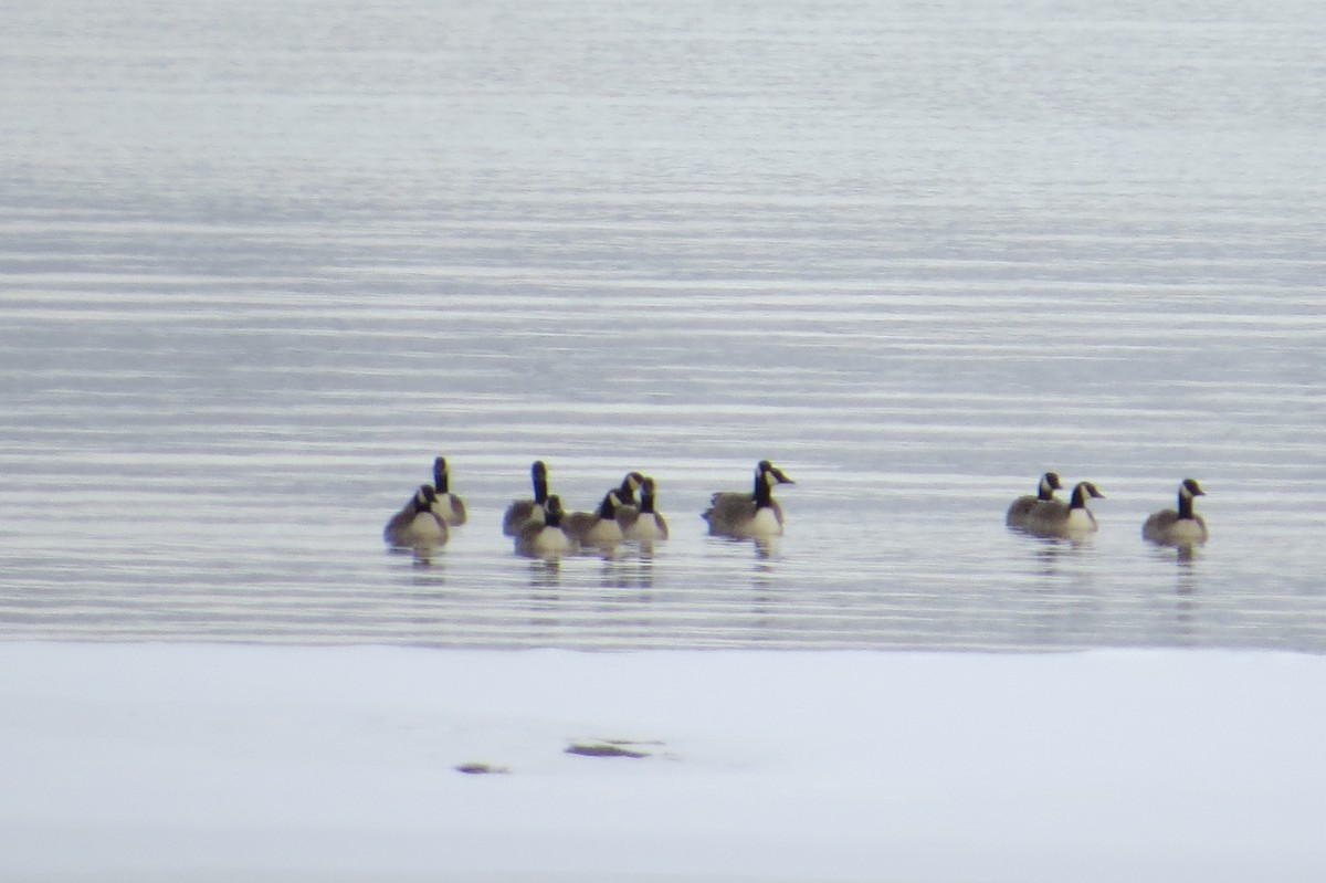 Canada Goose - ML21565911