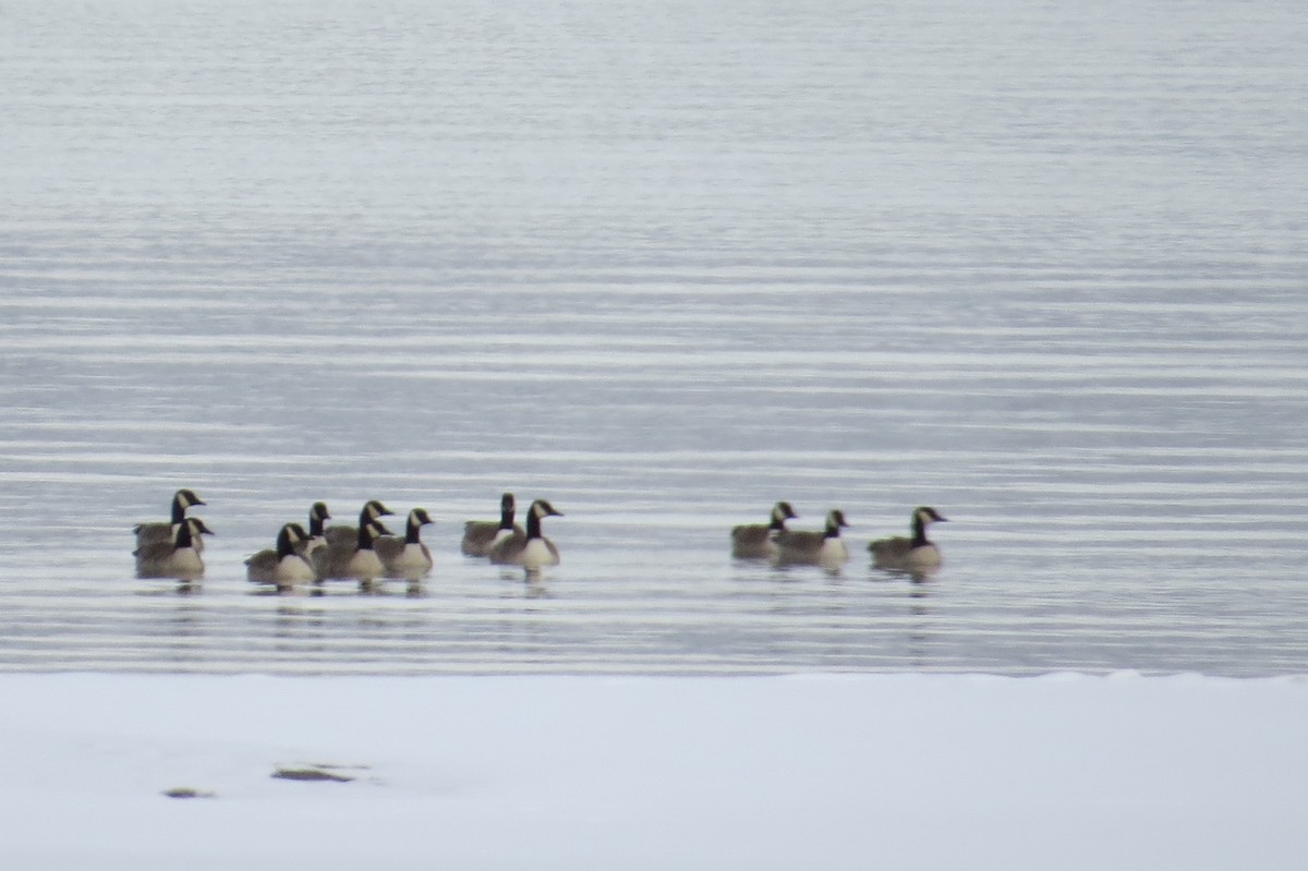 Canada Goose - ML21565921