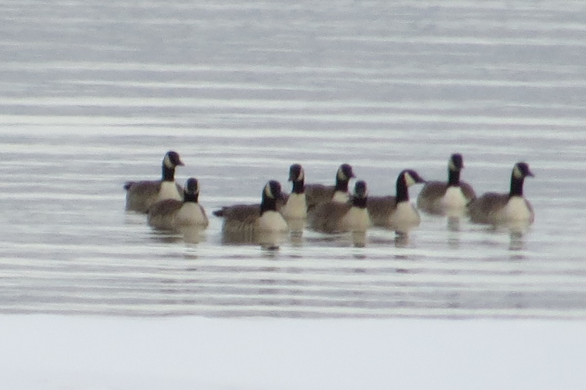 Canada Goose - ML21565931