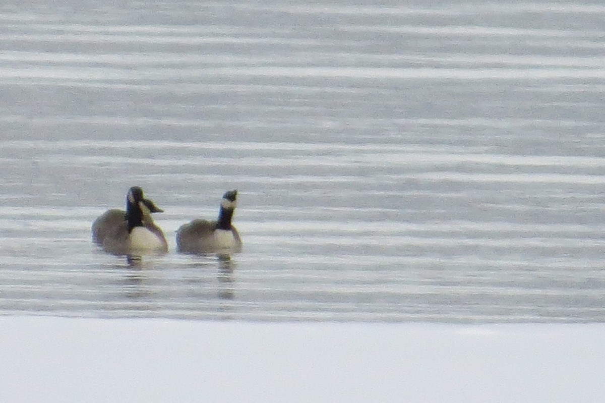 Canada Goose - ML21565941