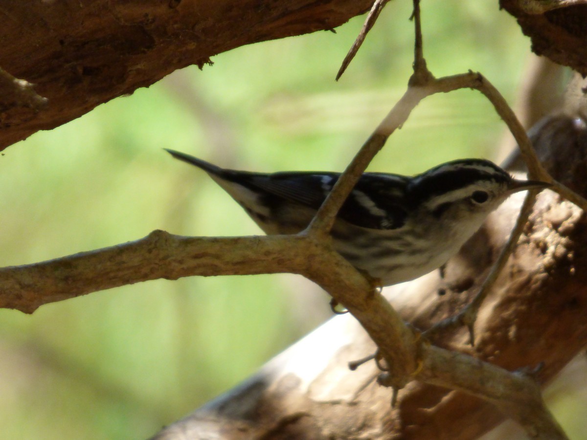 Black-and-white Warbler - Tarra Lindo