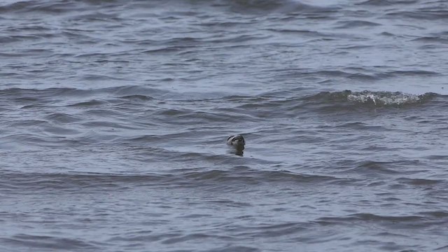 Fork-tailed Storm-Petrel - ML215663161