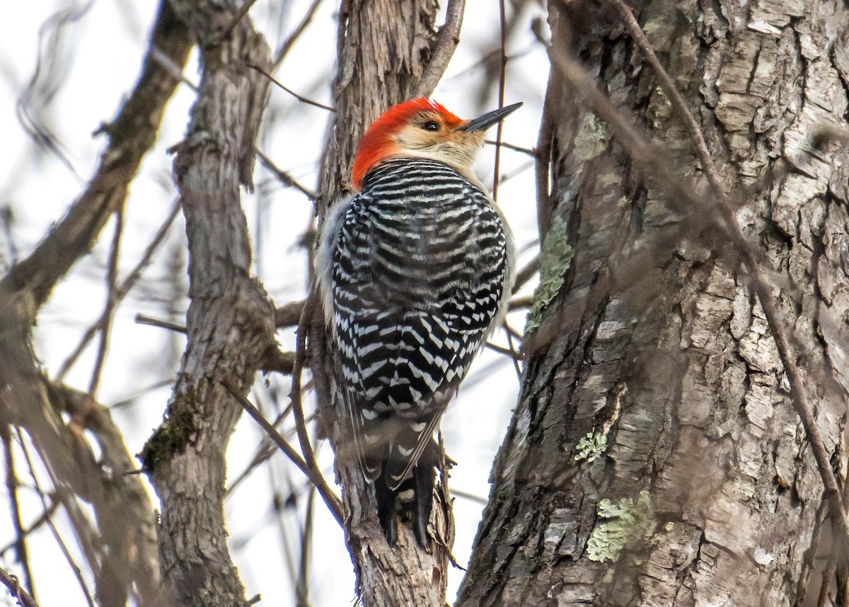 Red-bellied Woodpecker - ML215663491