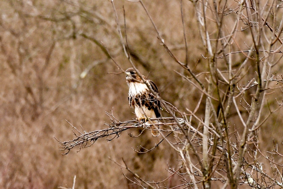 Red-tailed Hawk - ML215663651